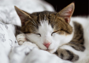Foto de gatinho persa a dormir